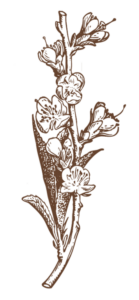about-flower-2-139x300
